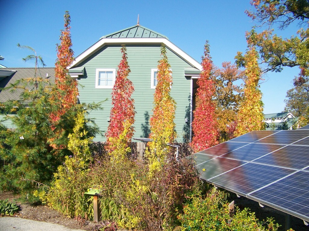 Slender Silhouette Sweetgum trees next to solar panels